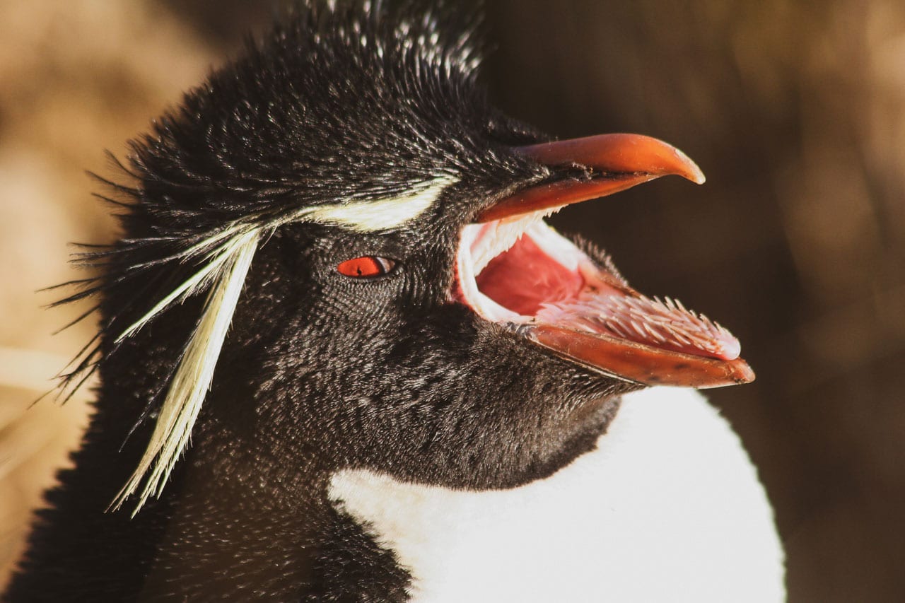 Antarktis: Keine Angst vorm Pinguin!