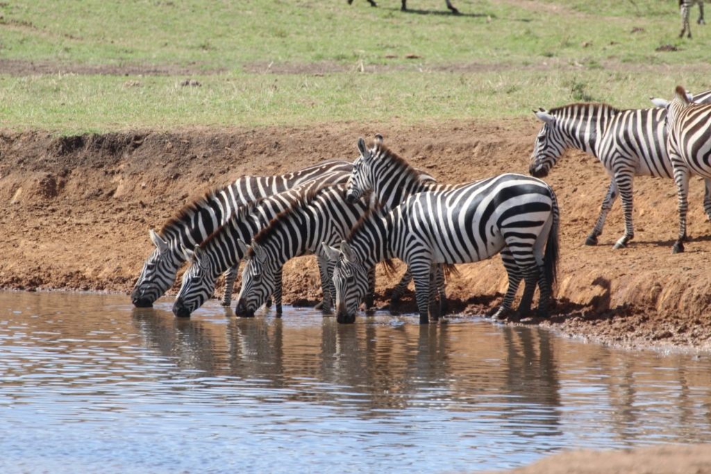 Zebras an einer Wasserstelle