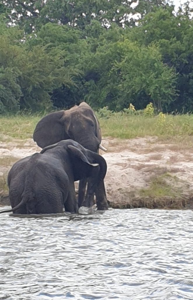 Zwei kuschelnde Elefanten im Sambezi River