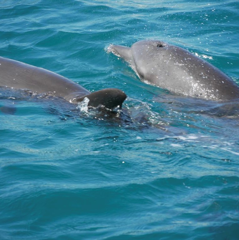 Verzaubernder Anblick von Delphinen
