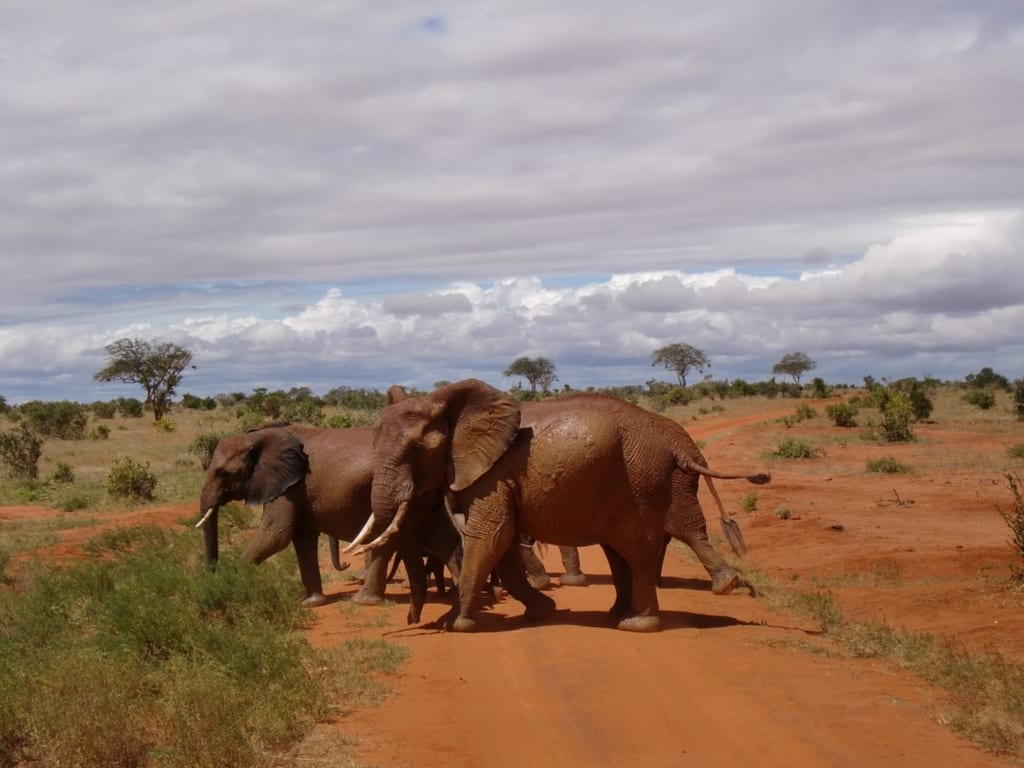 Die Big Five im Tsavo Nationalpark