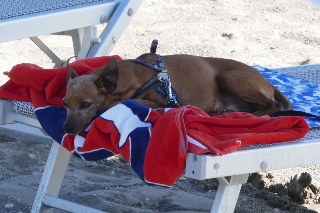 Das Bild zeigt einen Hund auf der nur für ihn vorgesehenen Liege am Hundestrand auf der Insel Isola Albarella