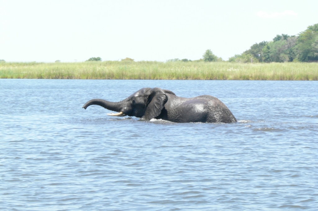 Ein Elefant durchquert den Chobe River