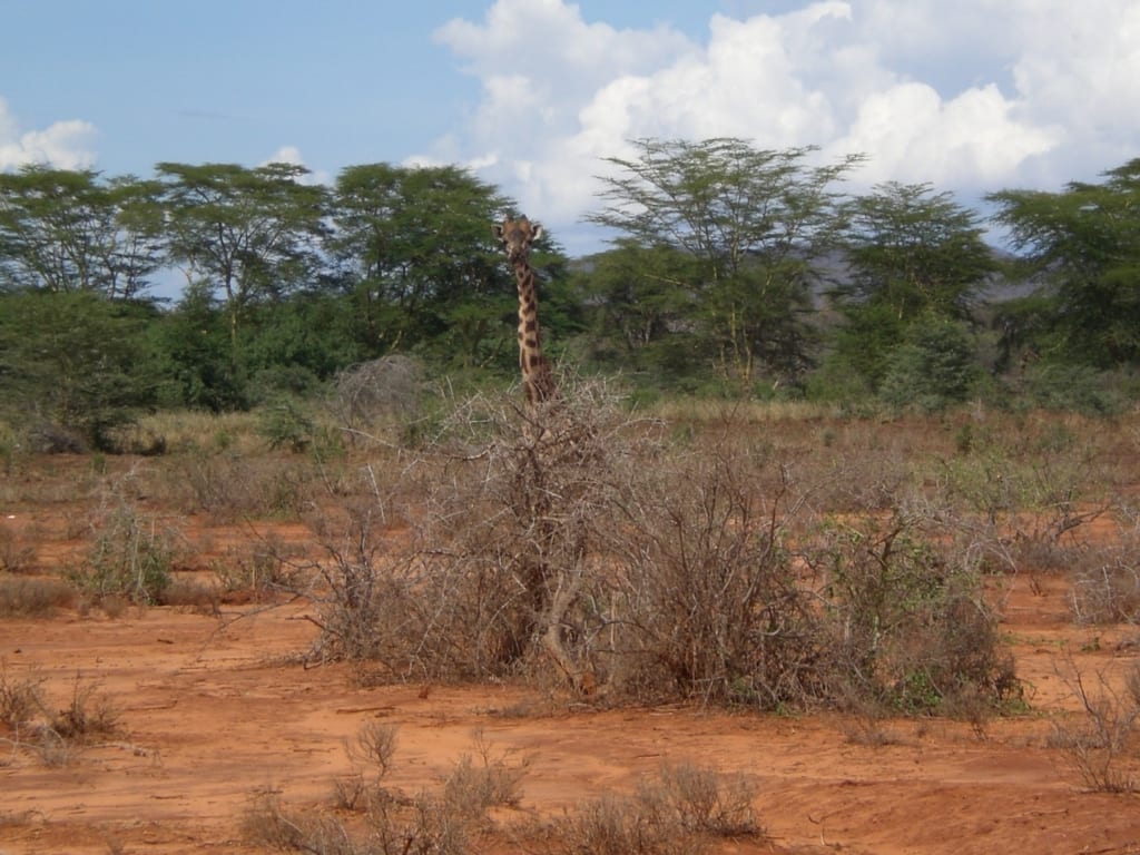 Das Giraffensuchspiel im Amboseli Nationalpark