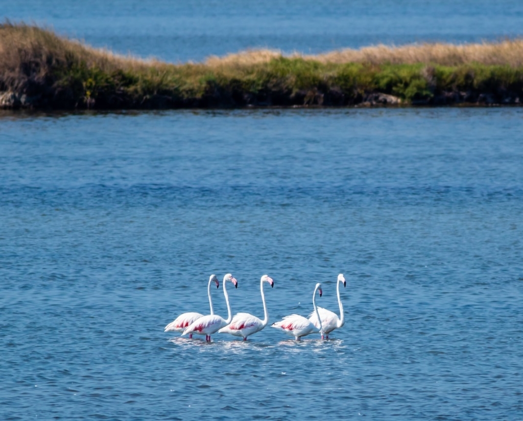 Flamingos auf der zwischenreise in Isola Albarella