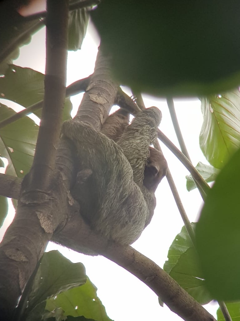 Ein Faultier hängt in den Bäumen von Costa Rica